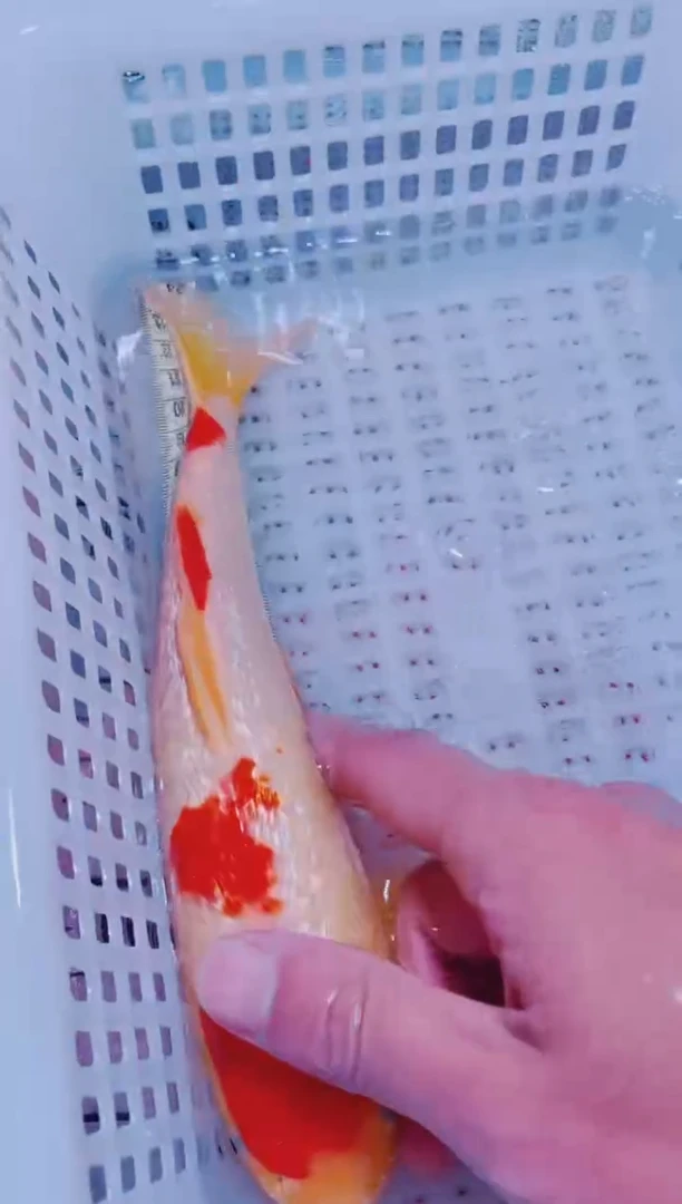 锦鲤血统锦鲤全场包邮99