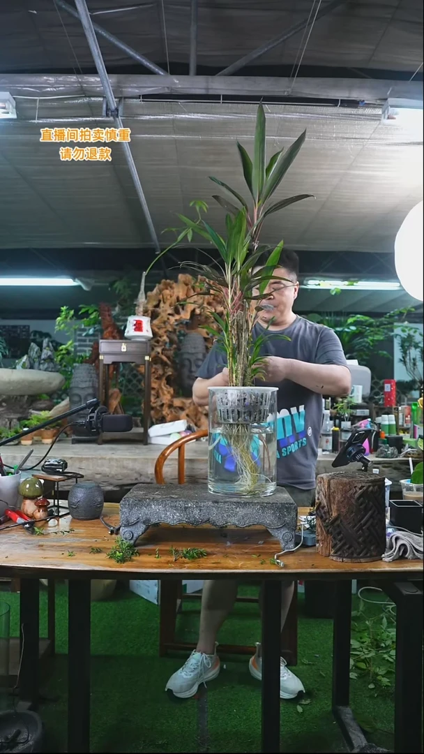 完全开放朱蕉382+