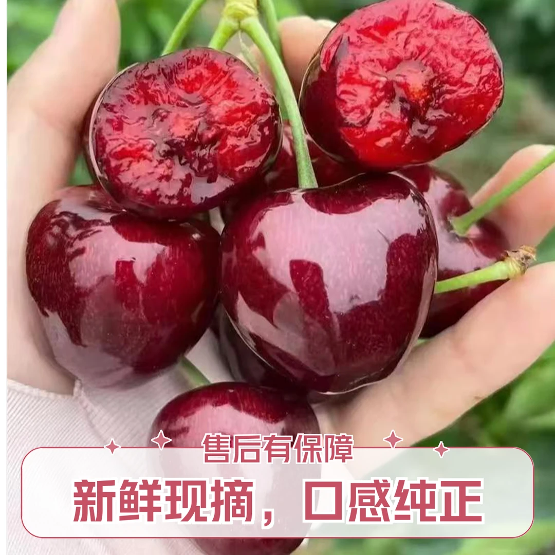 大连美早樱桃大果2.8斤 3J 新鲜水果美早樱桃
