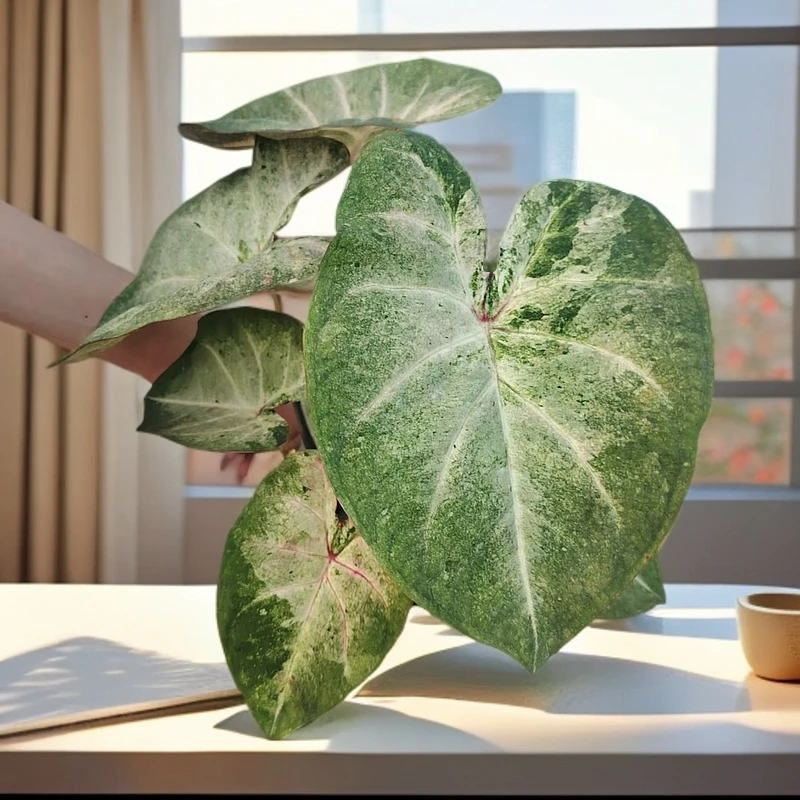 水墨画 彩叶芋盆栽室内观叶植物绿植装饰懒人好养花卉绿植盆栽