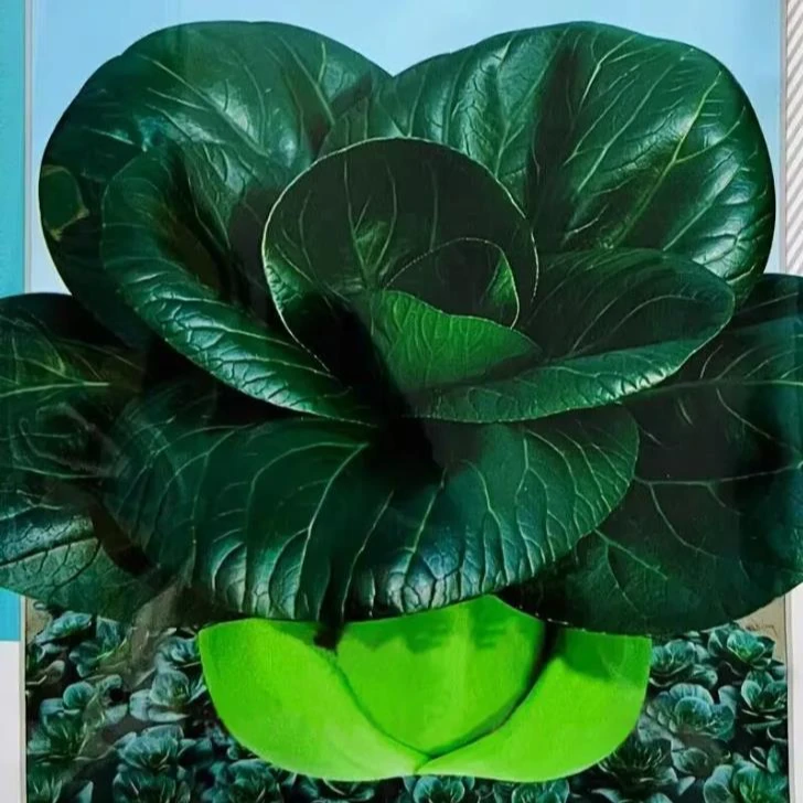 黑大头苏州青种子上海青青梗菜黑叶油菜籽阳台盆栽春秋播蔬菜种子