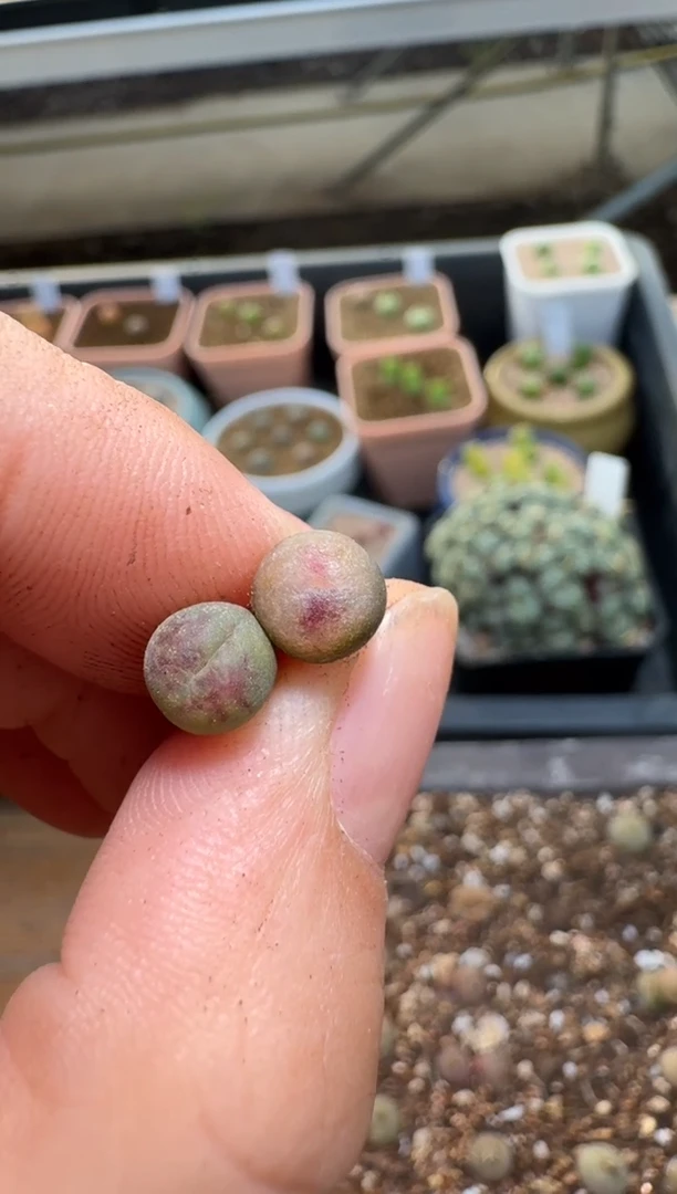【闪购商品】2/4-343