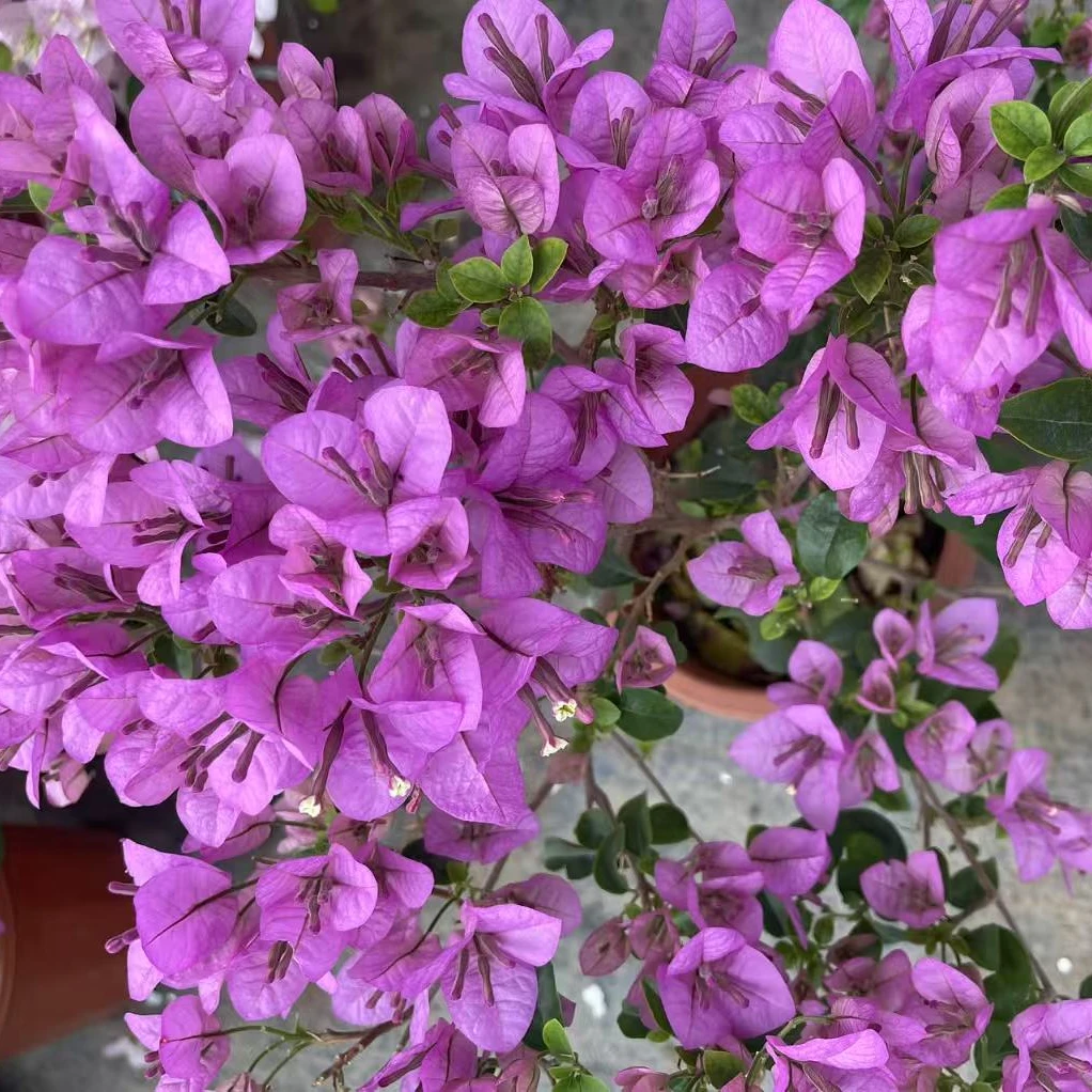【巴西紫】三角梅花卉勤花四季开花基地直发
