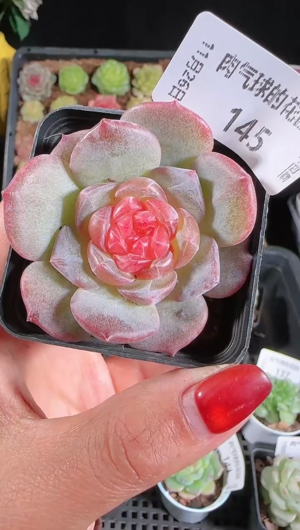 1126-145寒酥群生不包整