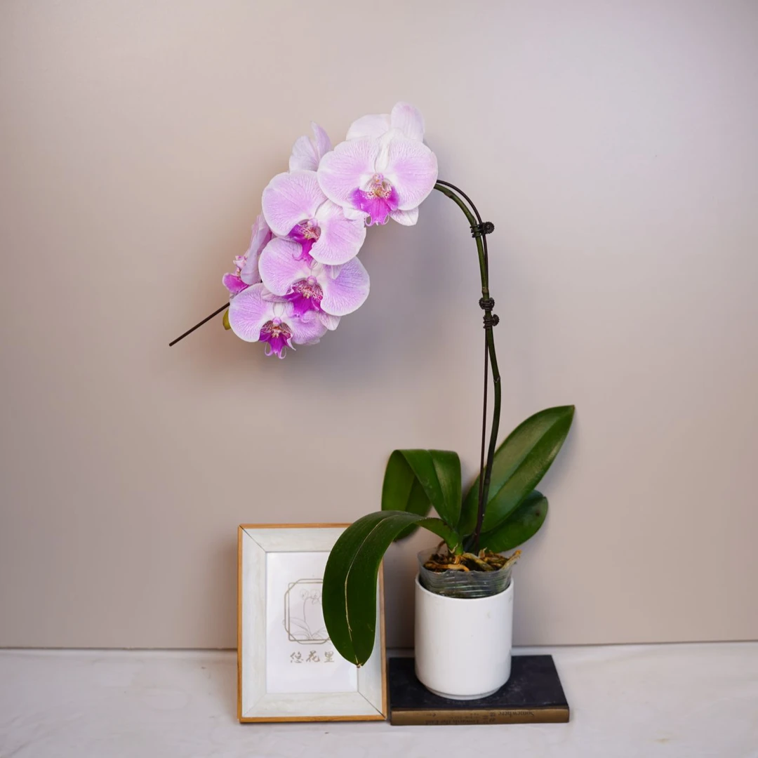 悠花里蝴蝶兰【梦露】(3.0寸)全花发货室内高档花