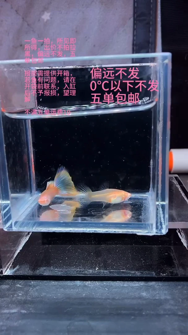 孔雀鱼孔雀鱼 17