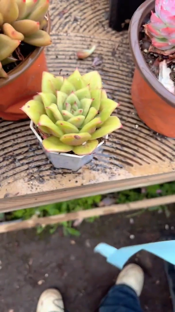 暗*i跃跃精品多肉21085