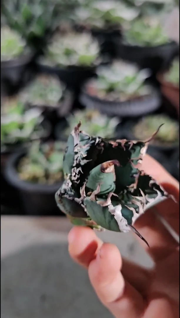 哥斯拉-顶芽(直播竞拍/基因保证/非组培)