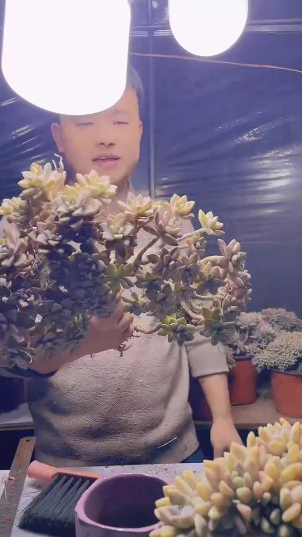 【闪购商品】缀化薇133