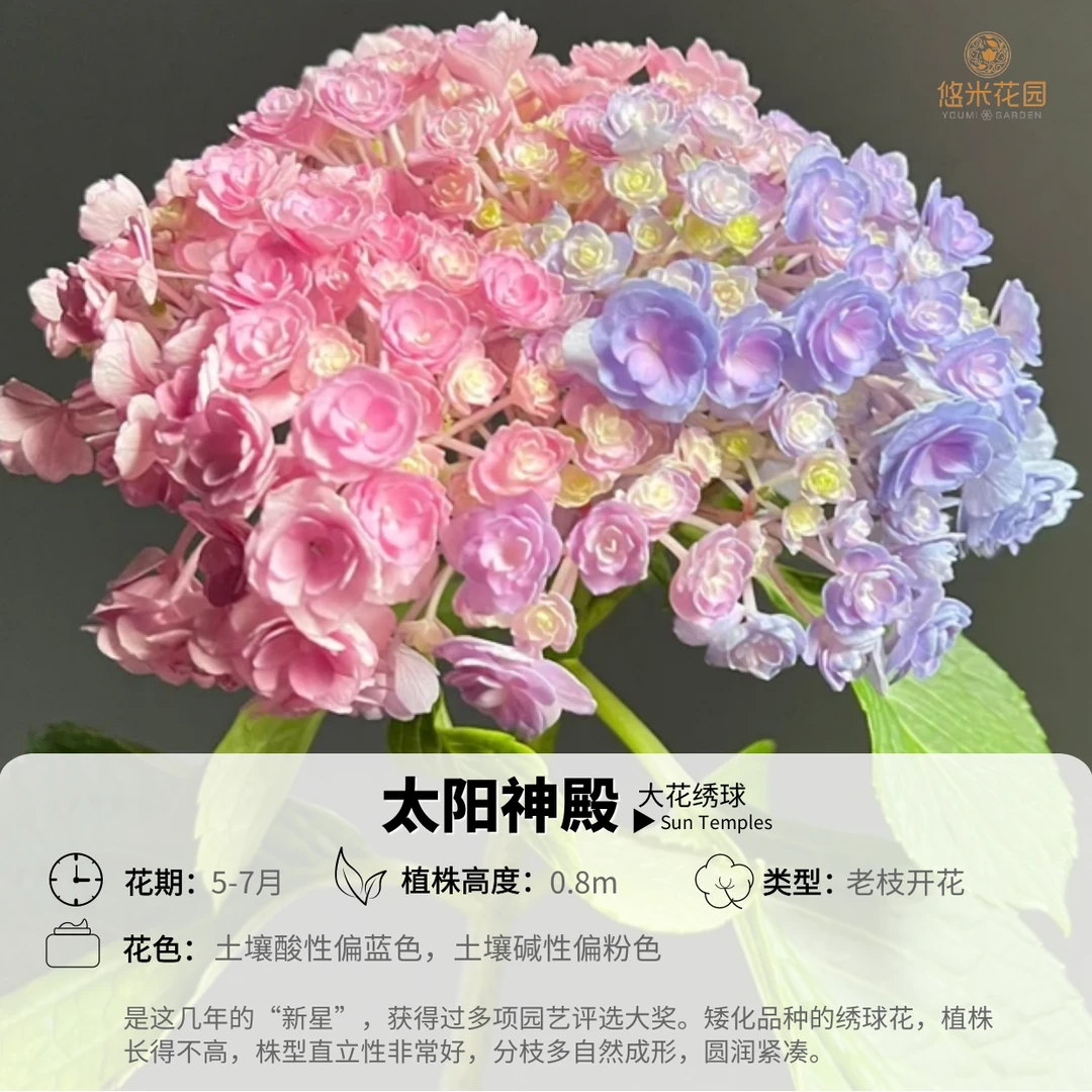 悠米花园【太阳神殿】 2加仑 精致大花绣球盆栽庭院阳台耐热直立