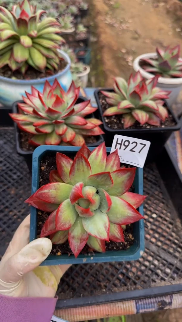 H927惊鸿仙子（裸根发货）