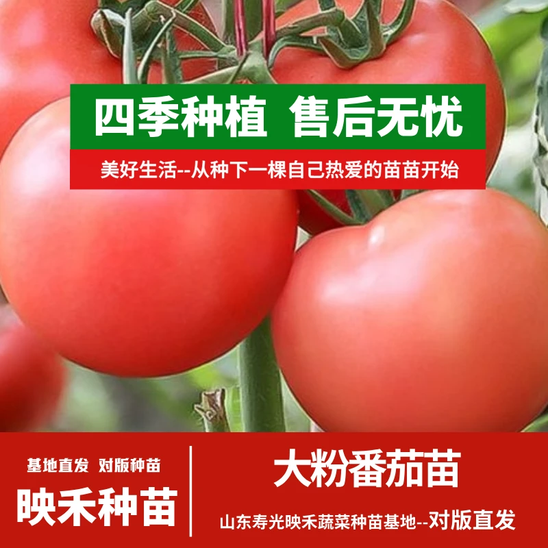 大粉番茄苗开春福利盆栽地栽庭院高产四季种植寿光苗场带土直发