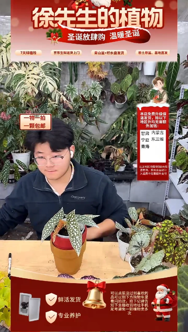 完全开放阿*?超白冰秋海棠