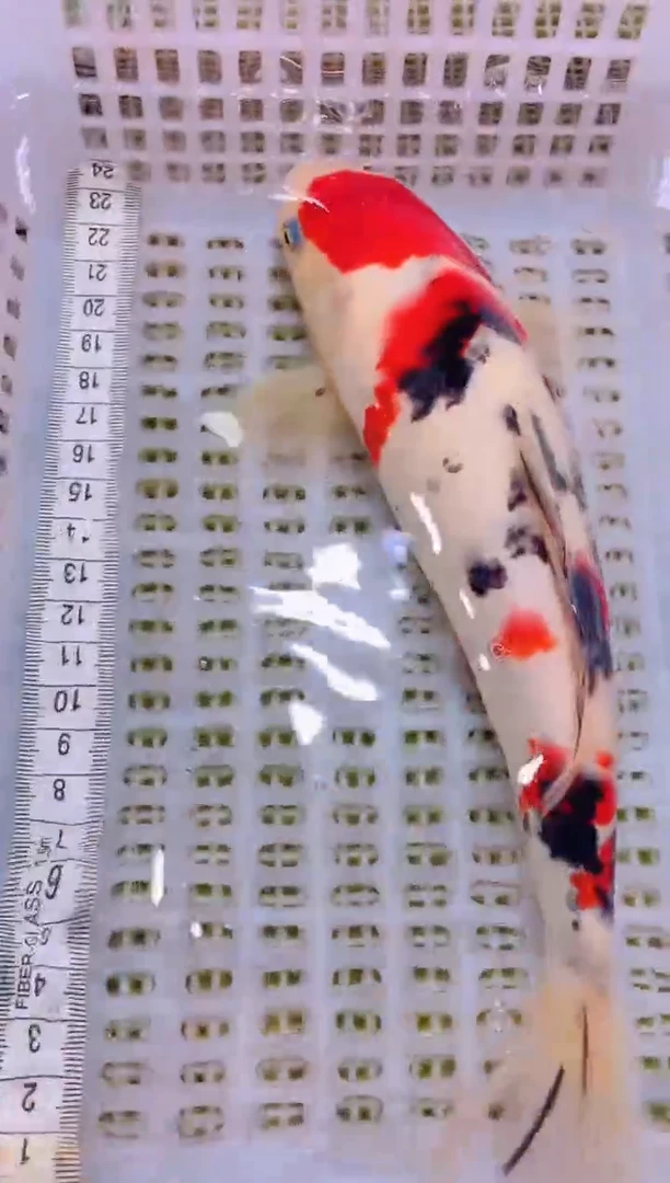 锦鲤冷水观赏鱼全场包邮77