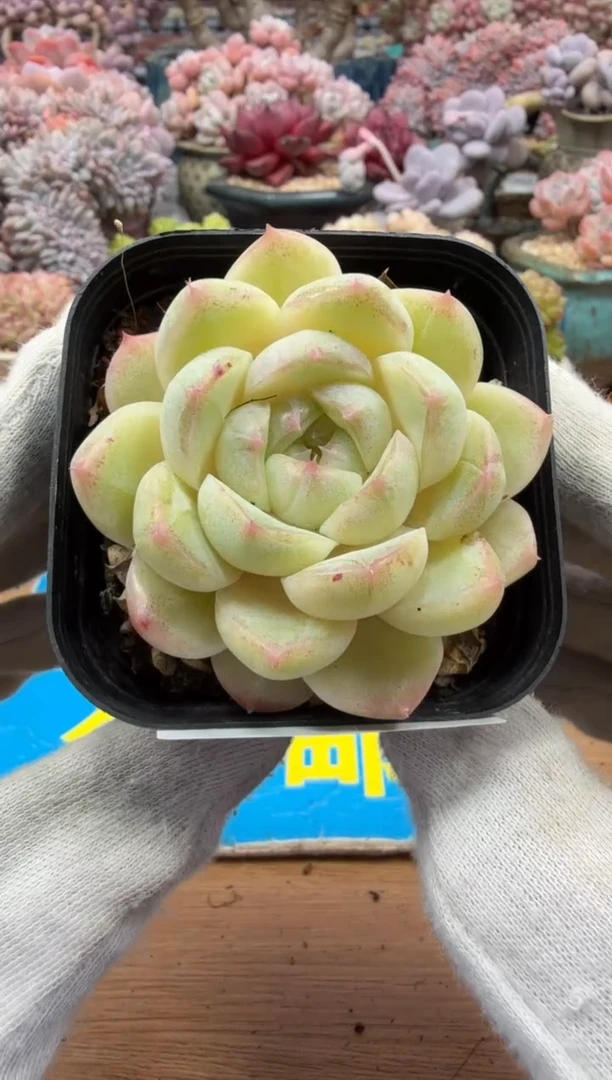 东云多肉园二店-360