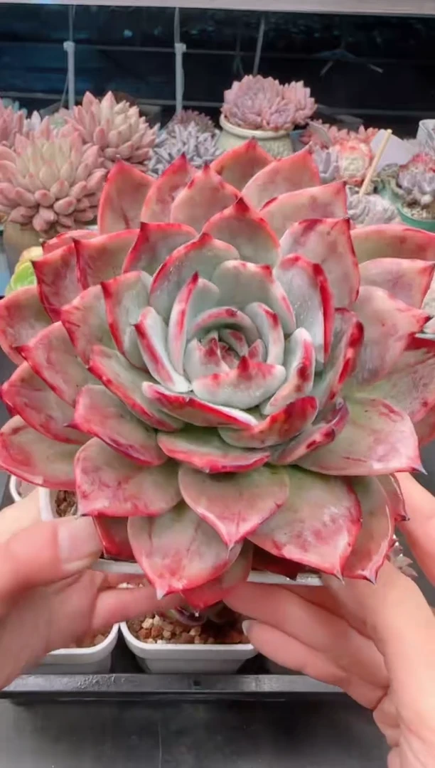 【闪购商品】9156.