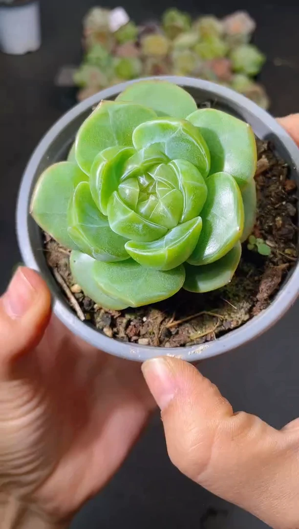 562新绿透一物一拍