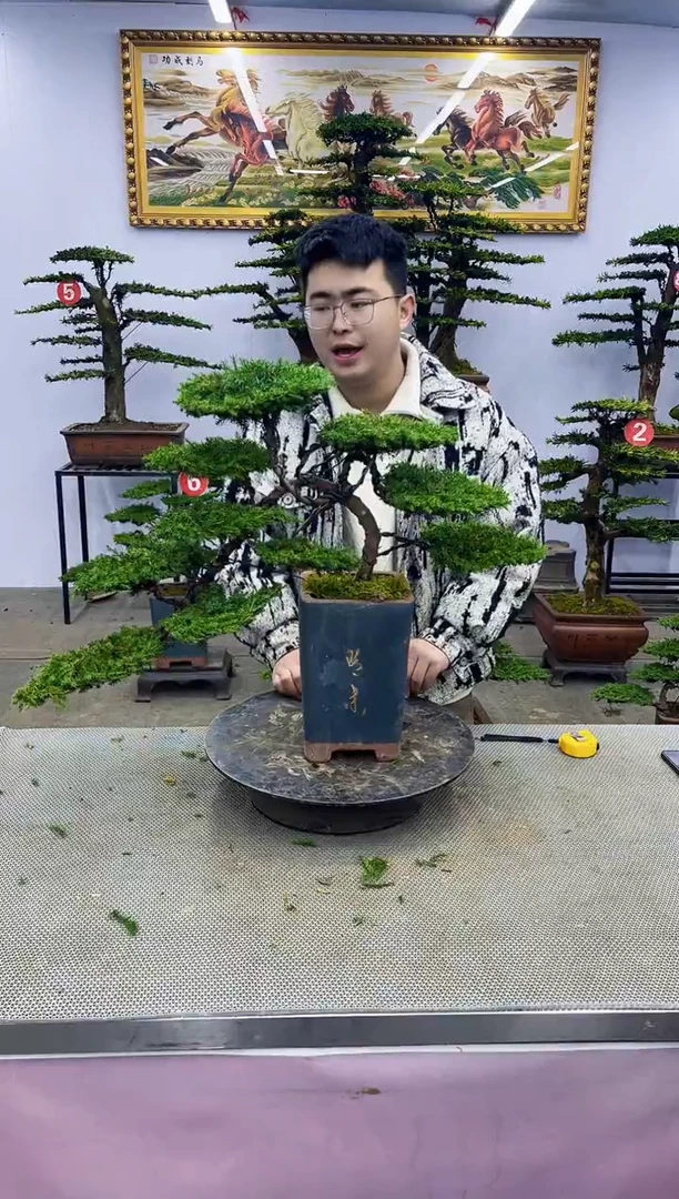 【闪购商品】八斗松/松类活物造型盆景，以直播间截图为啊啊啊