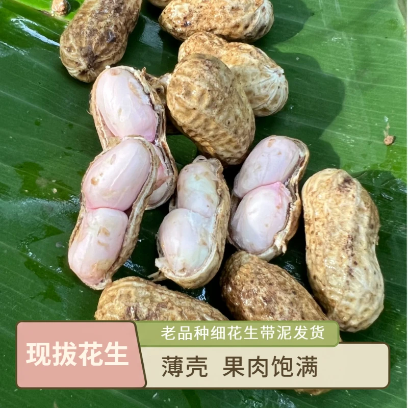 新鲜现拔薄壳花生带壳生花生水煮花生下酒坚果农家自种带泥发货