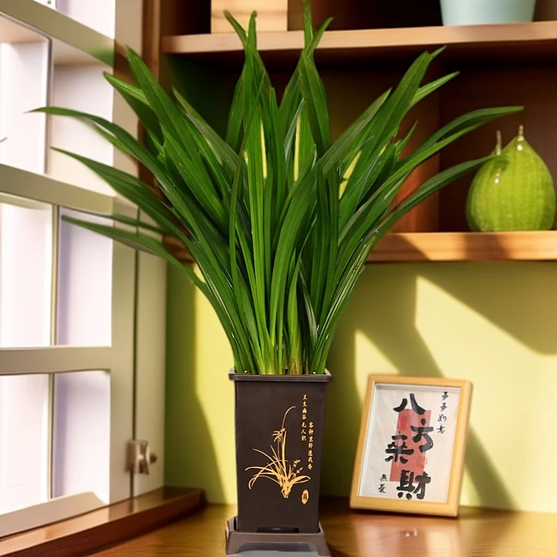 墨兰企黑特级高档耐寒盆栽樱花兰室内好养四季好养客厅办公室墨蓝