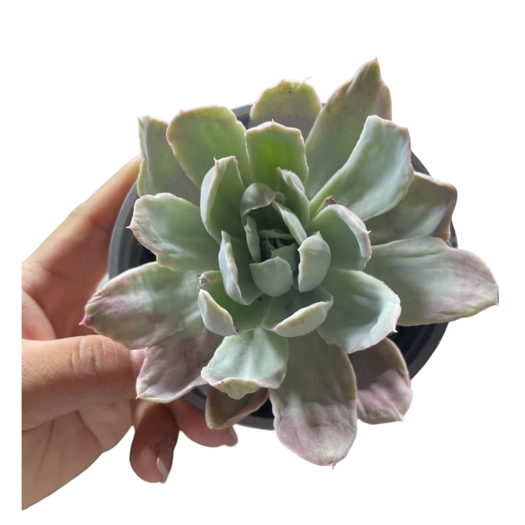 云南高山多肉 伯克利锦缀化一颗脱土发货多肉绿植三单包邮