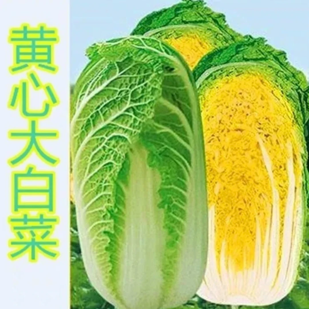 大白菜种子白菜籽蔬菜白菜种孑冬季四季秋大白菜种籽四季秋季简单