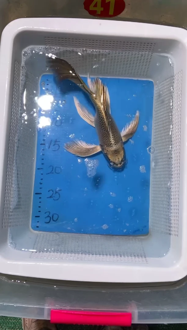 锦鲤锦鲤蝴蝶鲤鱼拍开箱视频包售后
