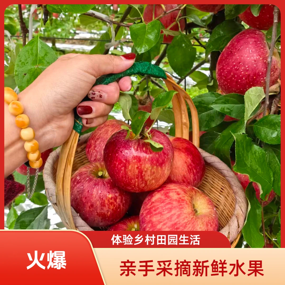 云南福布瑞斯A级稀缺品种