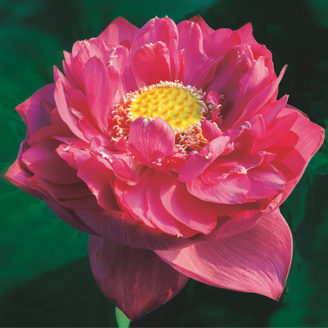 【太空荷花种藕】太空红旗开花快易活太空育种水培庭院阳台稀有爆款