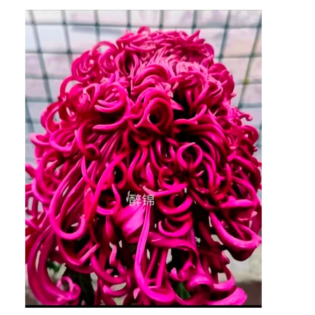 2025【盘龙醉锦2颗】多分枝大花富贵菊 九月大菊开花好看土球发货