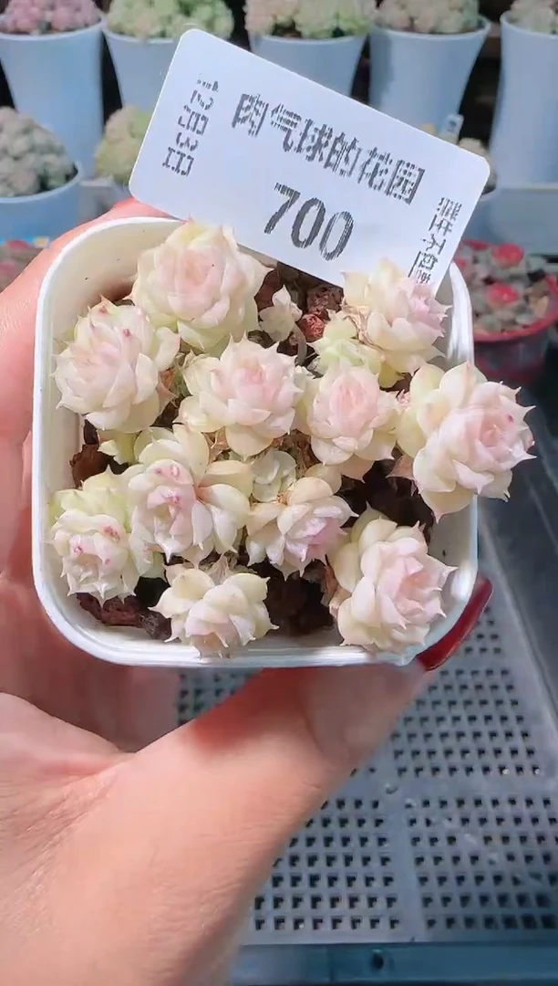 1203-700多肉群生不包整