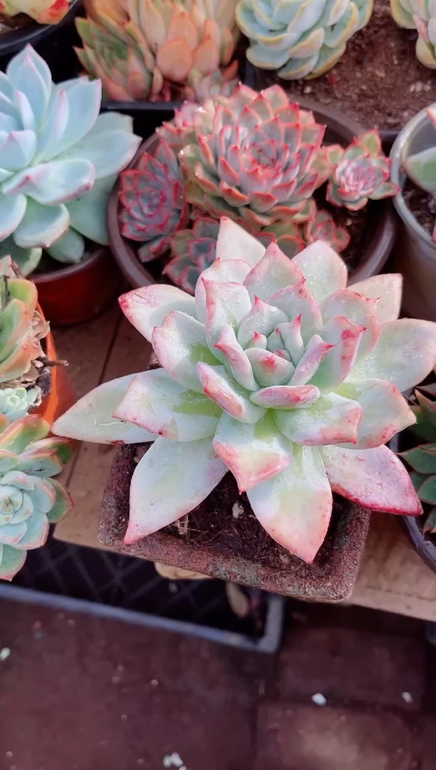 雨*霖多肉植物一物一拍17088
