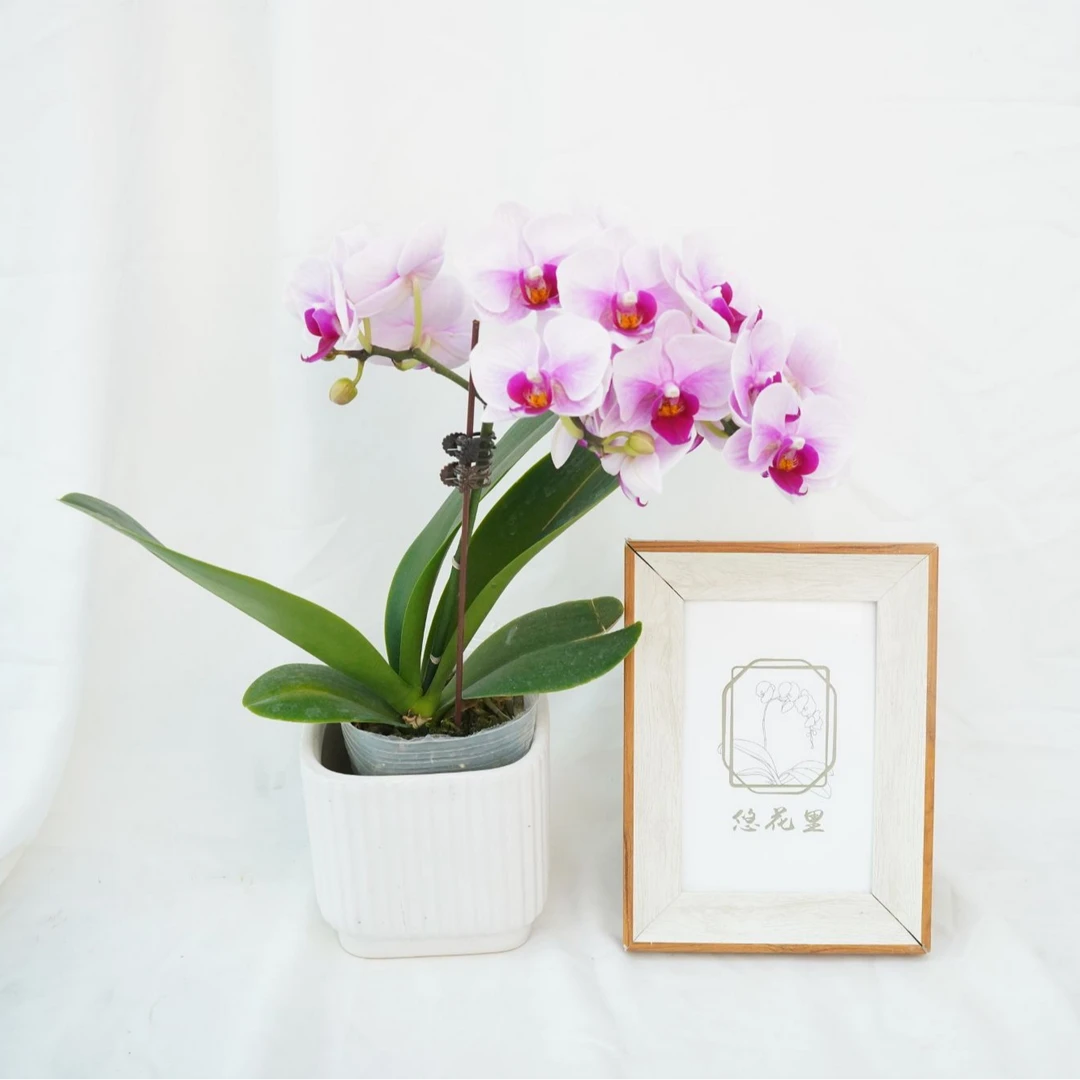蝴蝶兰（3.0宝贝带花带花苞苗情超好）开花珠发货