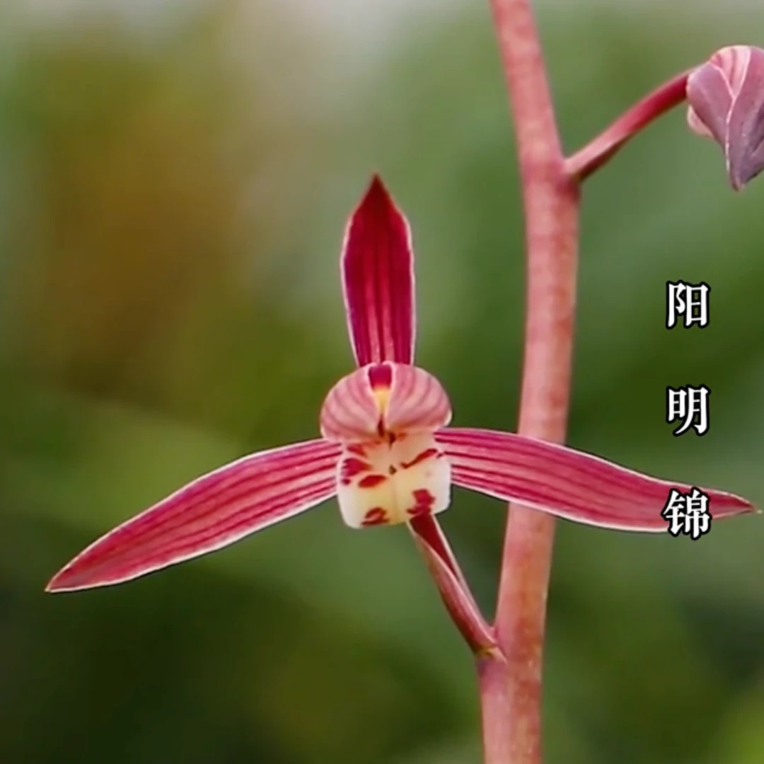 墨兰【阳明锦】浓香型花叶双艺高出架好养老种苗带花苞发货