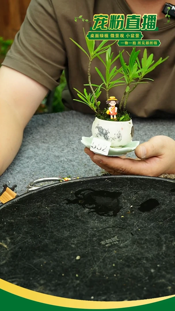 无花朵小**儿苔藓微景观552号