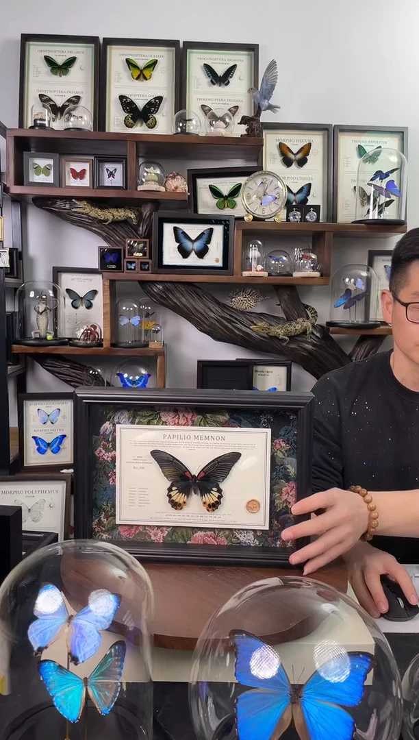 美凤蝶-无尾  花布横向悬浮款 A4欧式框