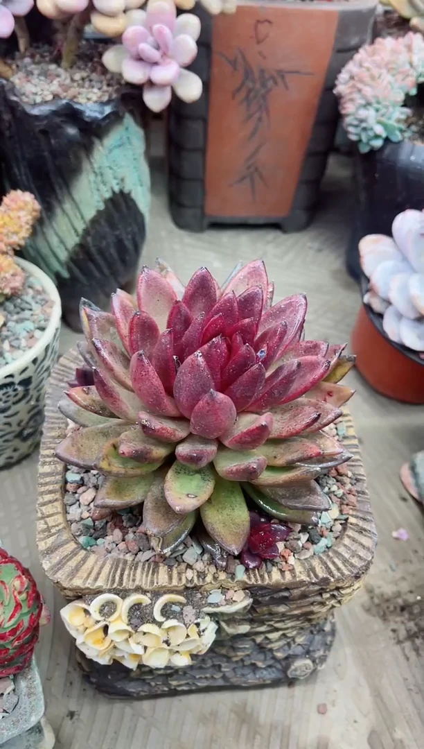 【闪购商品】24051