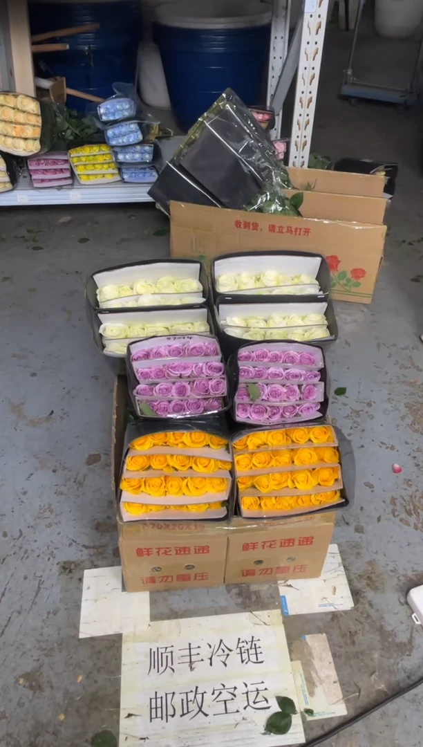 契机20枝+海洋之歌20枝+骄傲20枝