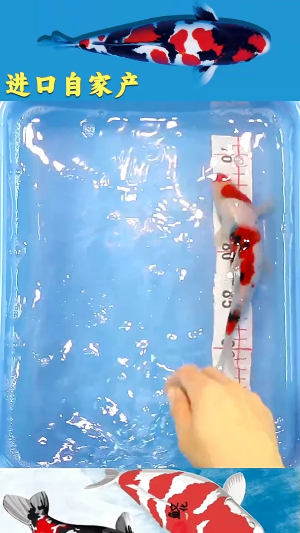 锦鲤2025/12/20悦鲤阁甄选锦鲤--26