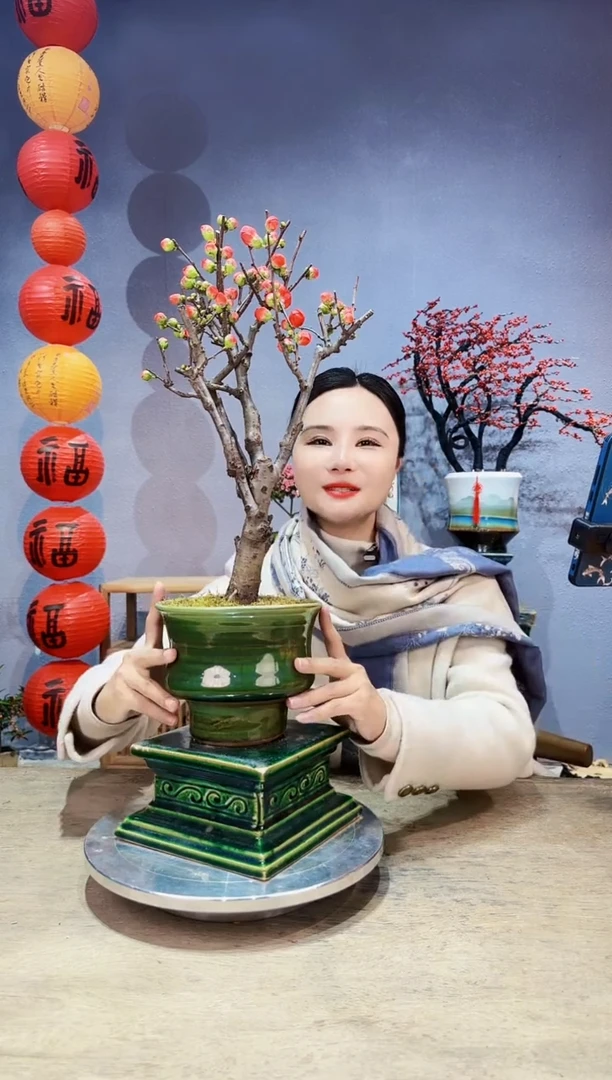 【闪购商品】盆景海棠 长寿冠