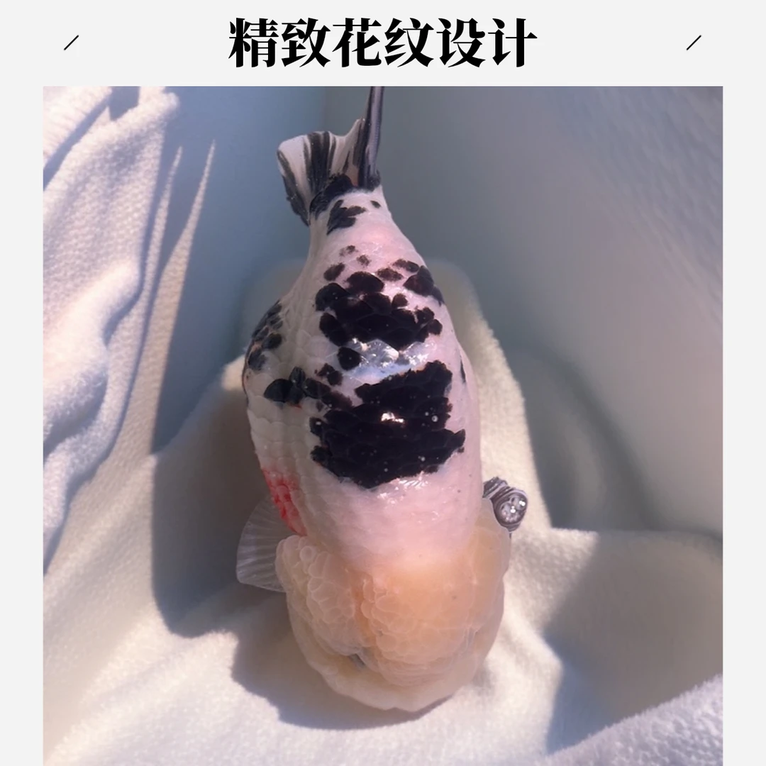 高端精品兰寿奶牛