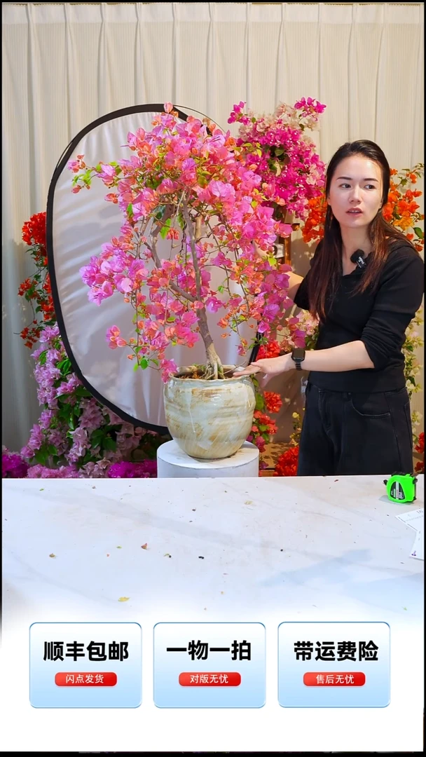 大部分开放少量花苞贵****?澄粉公主