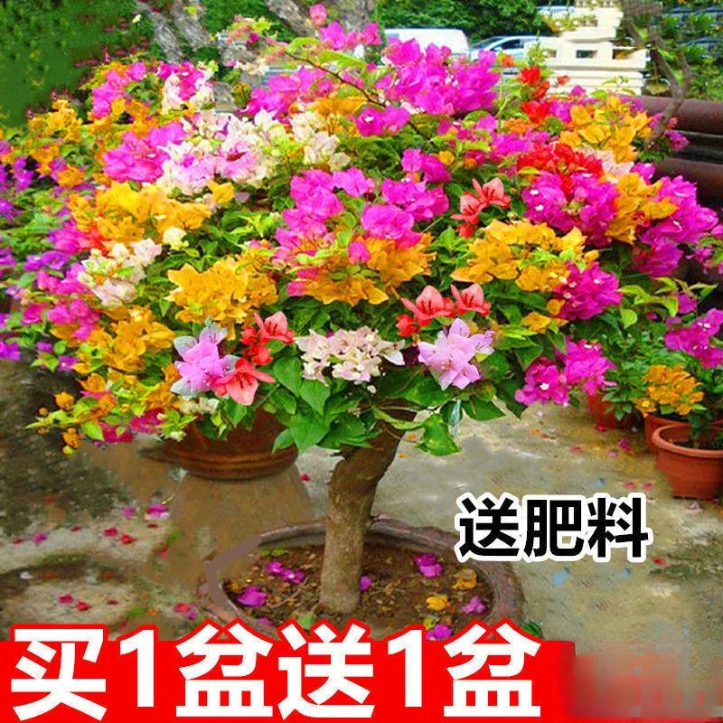 三角梅多色重瓣三角梅盆栽老桩室外种植耐寒花卉