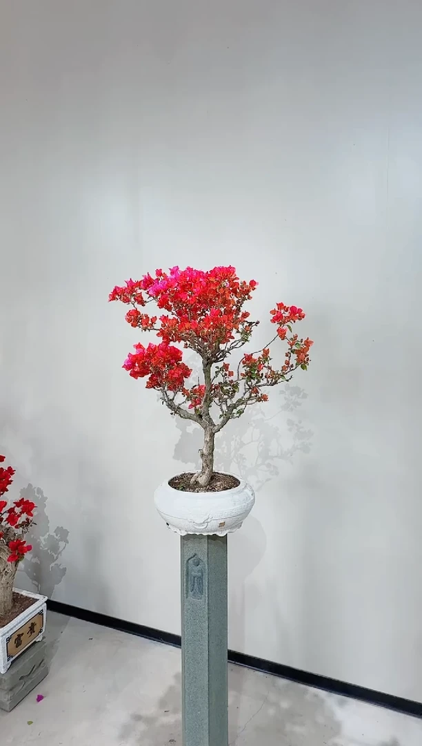 【闪购商品】盆景海岛红