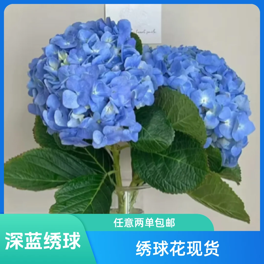 浪漫绣球一支19.8，福建广东浙江今天拍明天到，任意两单顺丰包邮到家