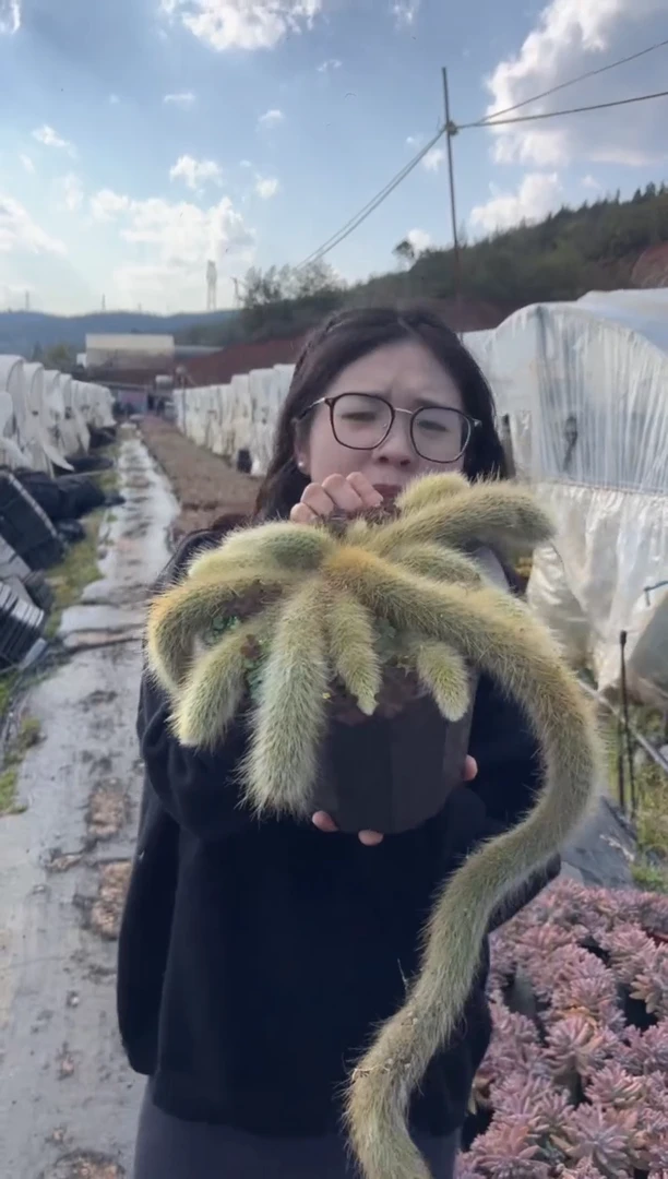 【闪购商品】12-外播多头九尾狐24.8