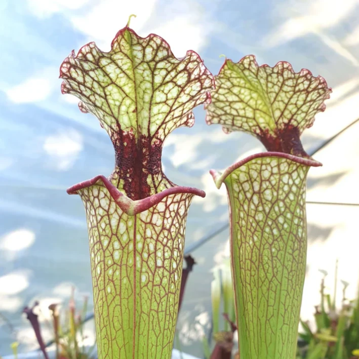 【利娅瓶子草 MKH112 `Leah Wilkerson’】食虫植物趣味绿植花卉盆栽