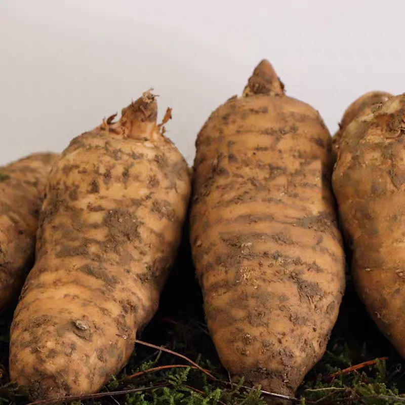 云南高黎贡山现挖翡翠乌天麻