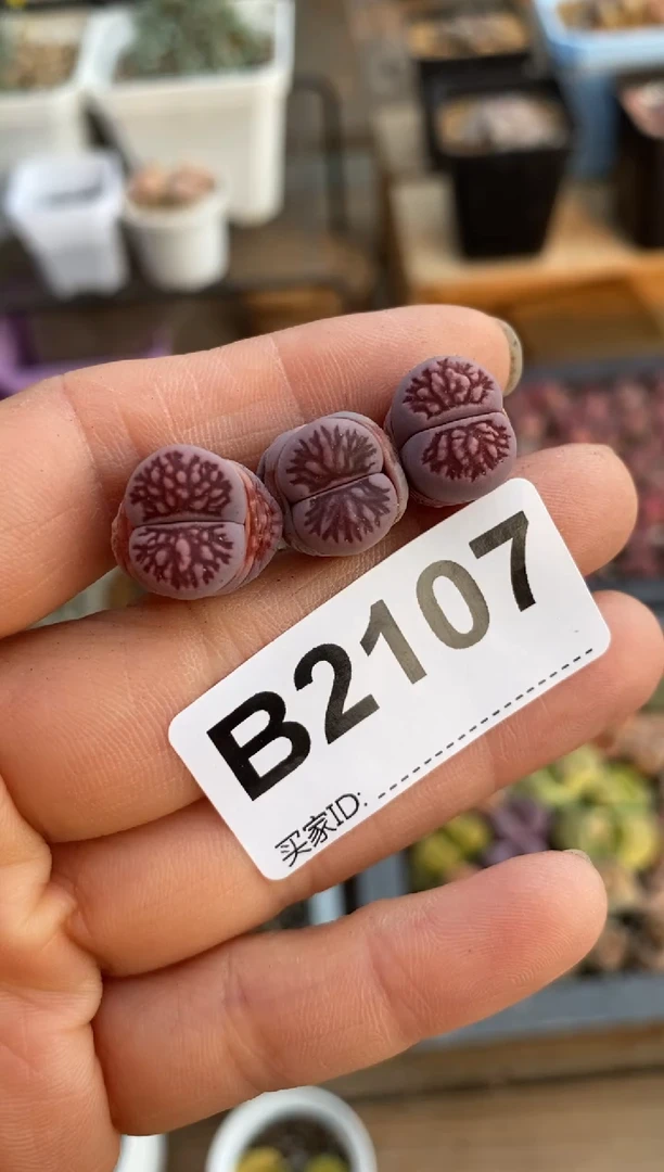 【闪购商品】2107直播一物一拍