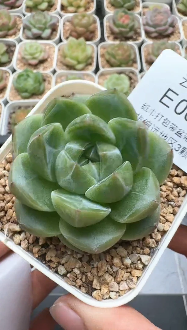 025E云禹多肉植物 带盆土纸巾打包 3颗包邮